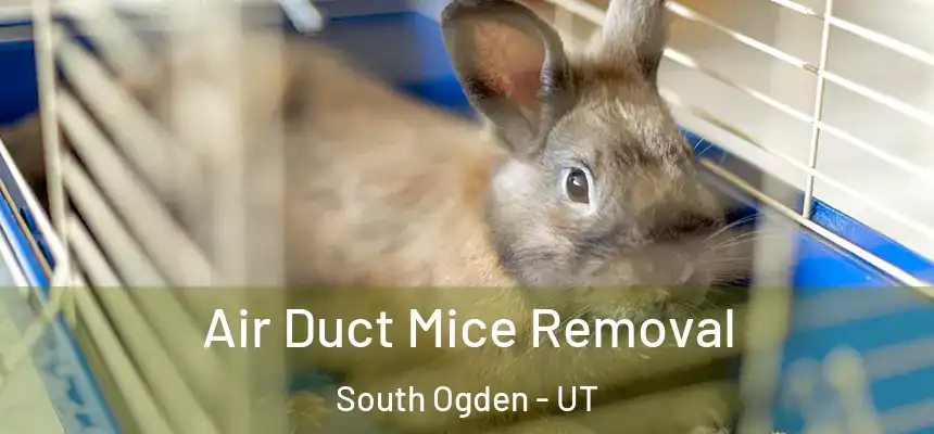  Air Duct Mice Removal South Ogden - UT
