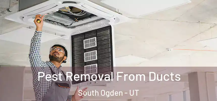 Pest Removal From Ducts South Ogden - UT